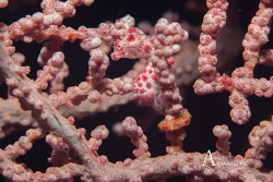pink pygmy taken in lembeh straight November 2015 by Andrew Adamson 
